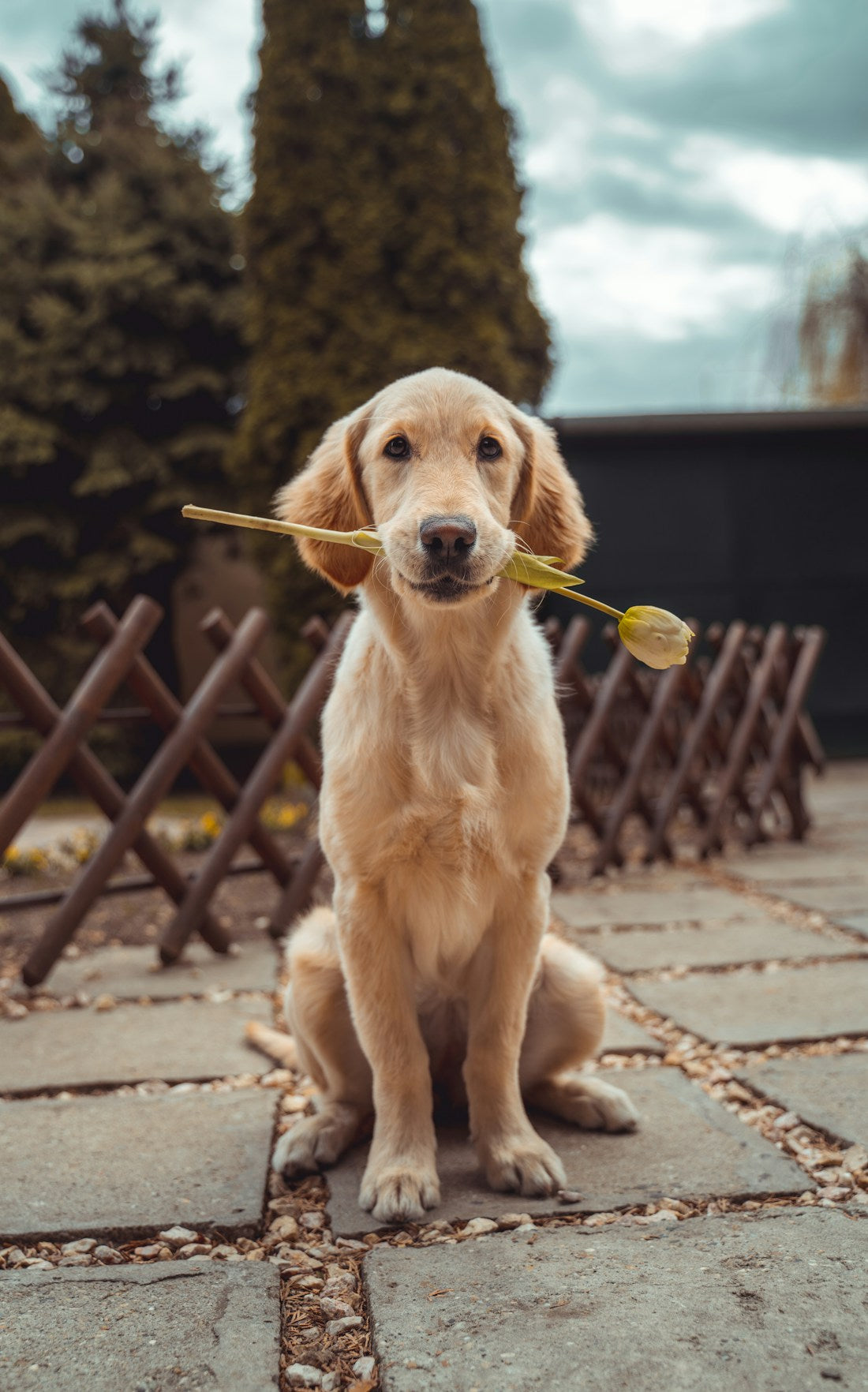 Golden retriever enjoying a quiet moment outdoors