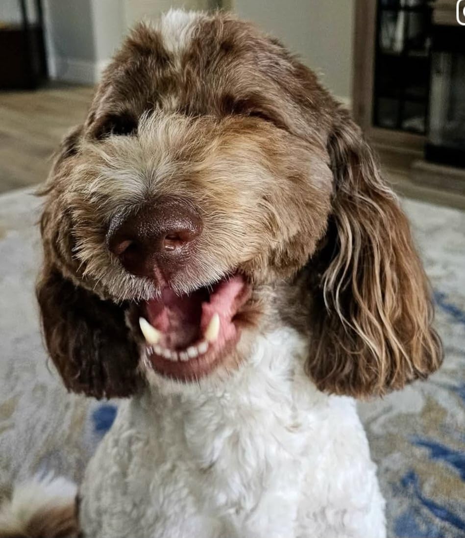 Photo shared by Jen with their dental powder review